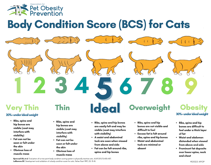 Recognizing And Helping Overweight And Obese Cats Preventive Vet